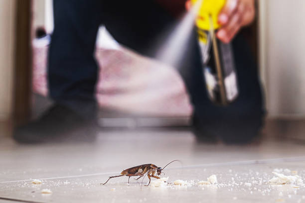 Reliable Poinciana, FL Pest Control Solutions